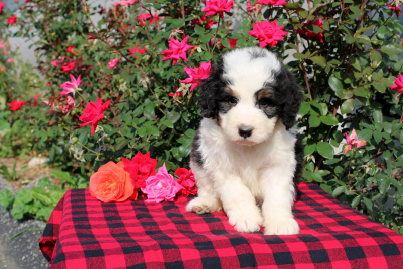 puppy, for, sale, Bernedoodle, Matthew B. Stoltzfus, dog, breeder, Gap, PA, dog-breeder, puppy-for-sale, forsale, nearby, find, puppyfind, locator, puppylocator, aca